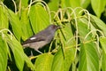 Long-tailed sibia gray bird feeding on long pepper at FraserÃ¢â¬â¢s Hill, Malaysia